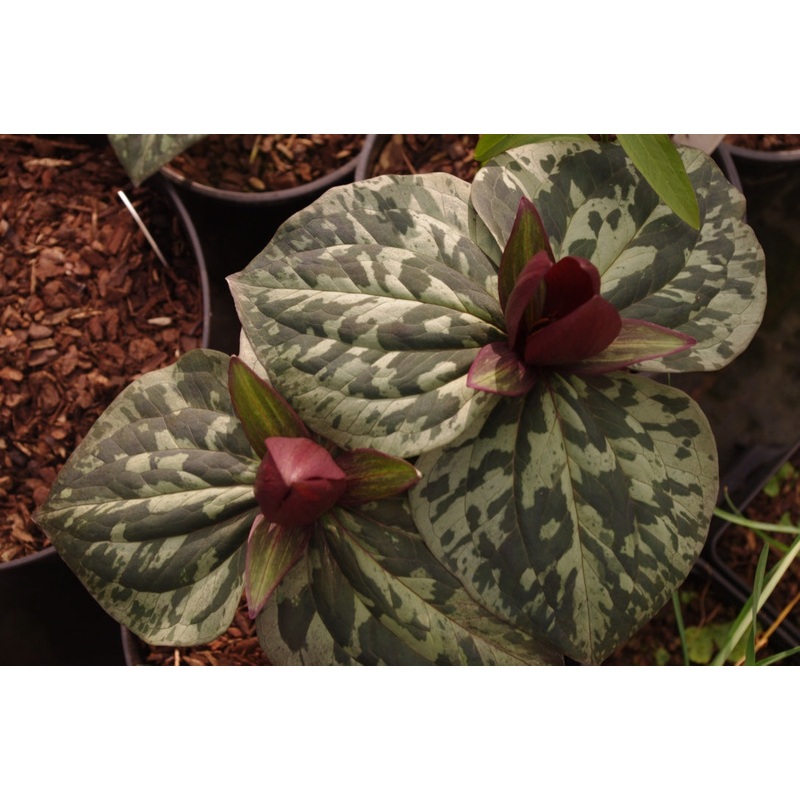 Trillium chloropetalum ‘Giganteum’
