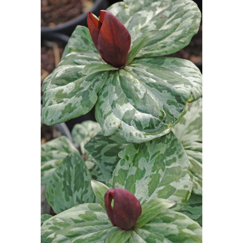 Trillium cuneatum|9 cm pot