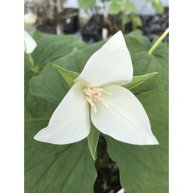 Trillium flexipes ‘Cumberland’