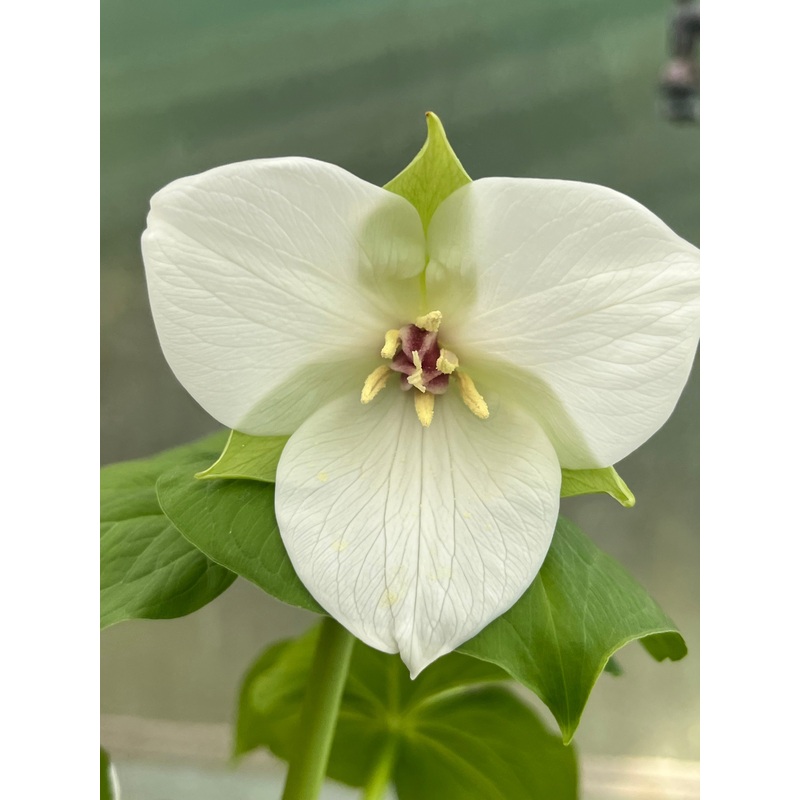 Trillium simile ‘Great Bere’|9 cm Pot