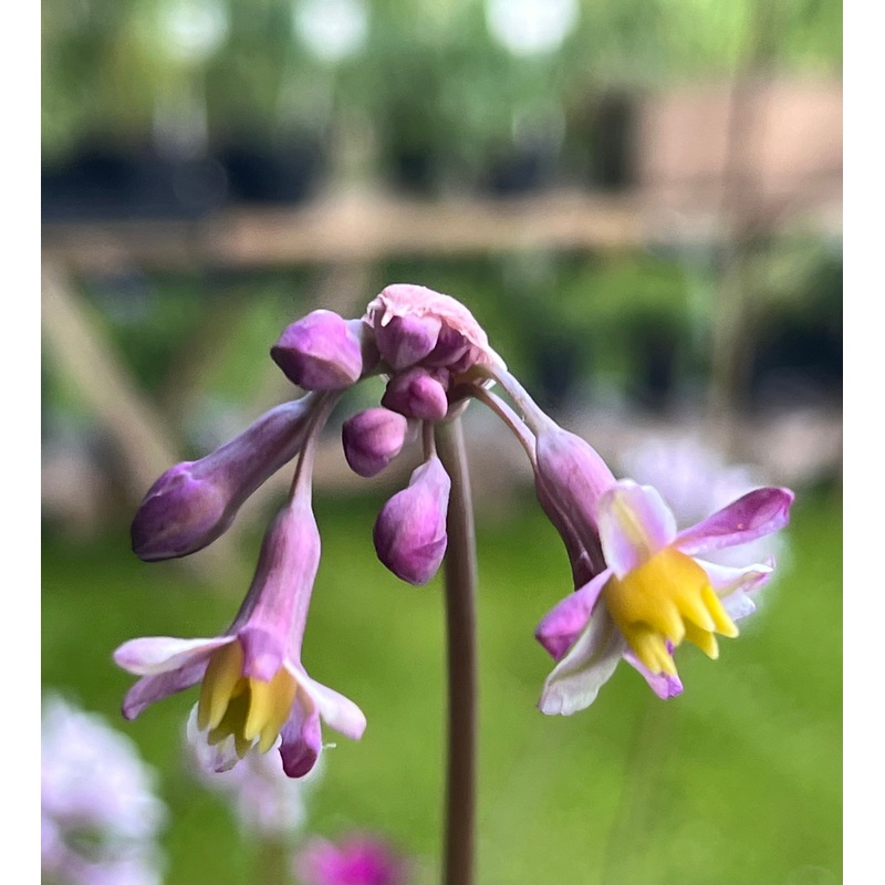 Tulbaghia Cosmic|9 cm pot|1 Litre pot