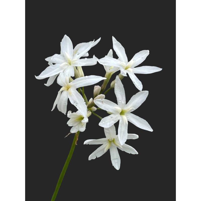 Tulbaghia violacea Snow White