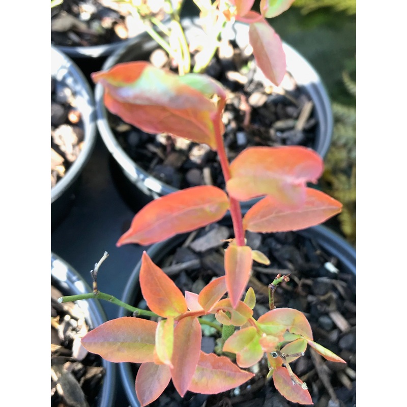 Vaccinium Pink Bon Bon|9 cm|1 Litre pot
