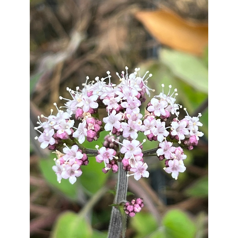 Valeriana jatamansi PAB 6846|9 cm pot|1 Litre pot