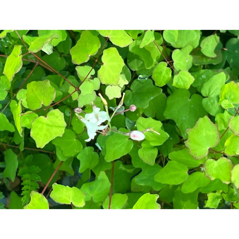 Vancouveria hexandra|1 Litre pot