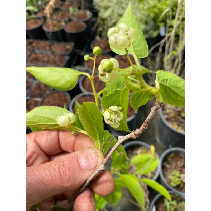 Actinidia arguta ‘Issai’ (self-fertile)
