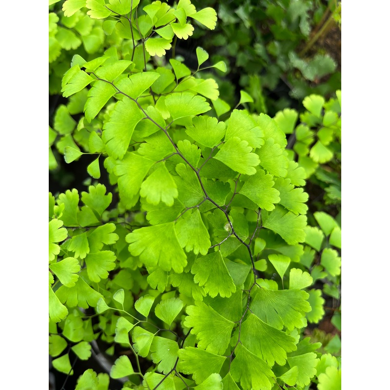 Adiantum capillus-veneris ‘Texas’