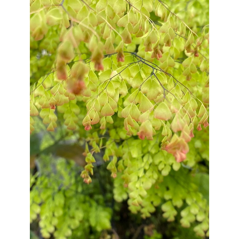 Adiantum venustum (true)|1 litre|9 cm pot
