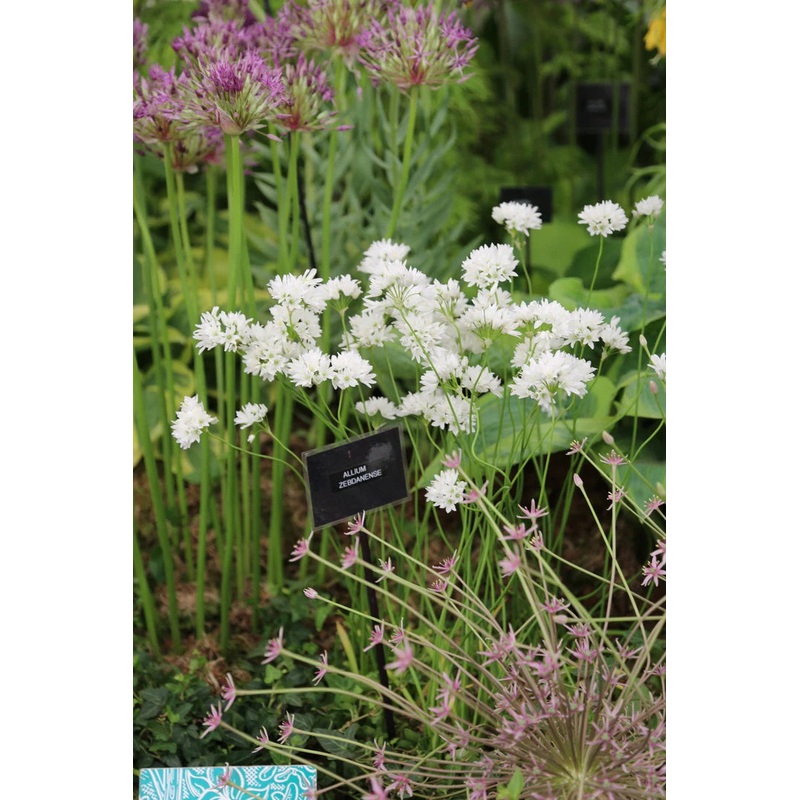 Allium zebdanense|9 cm pot|11 cm pot
