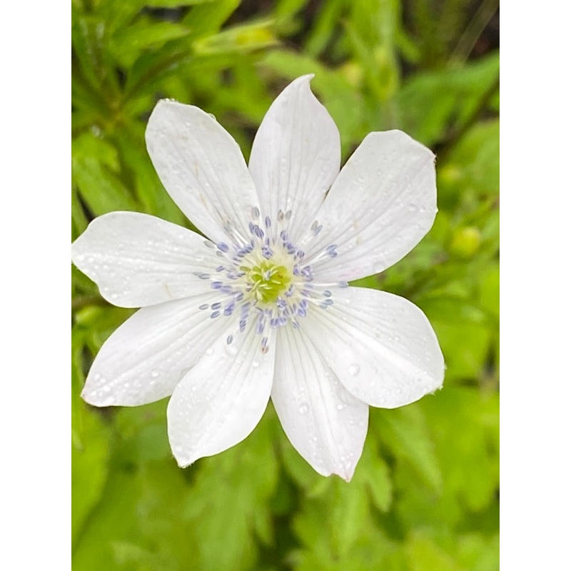 Anemone barbulata|1 litre pot|9 cm pot