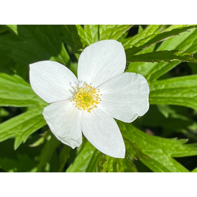 Anemone canadensis|2 Litre pot|9 cm pot