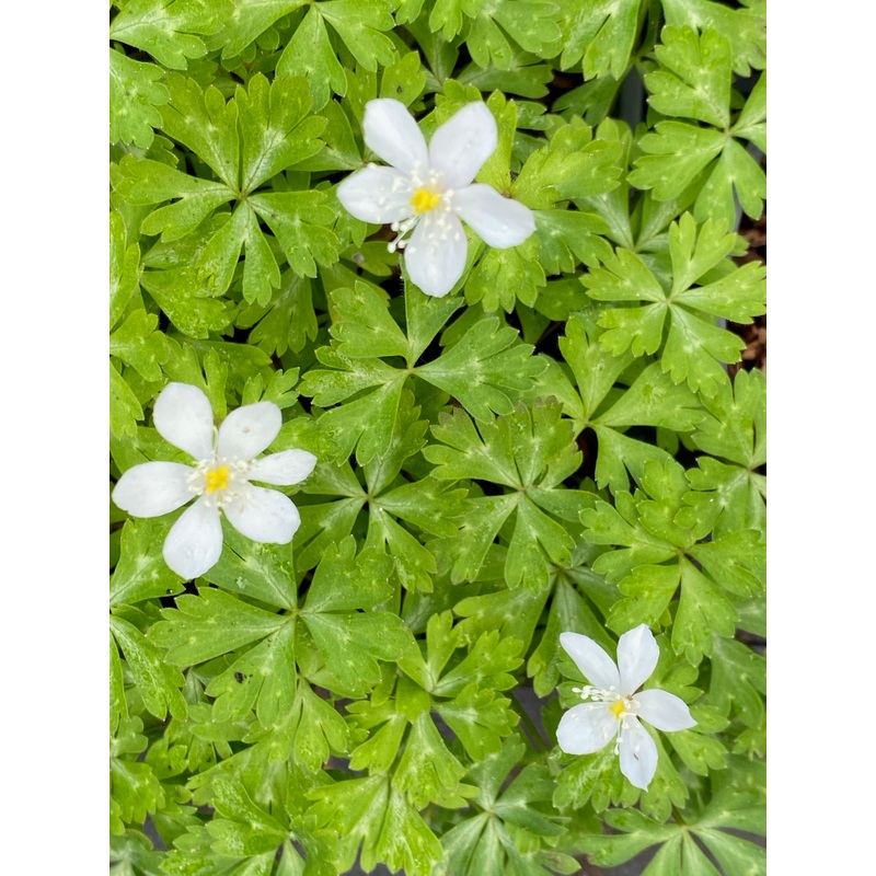 Anemone flaccida|9 cm pot