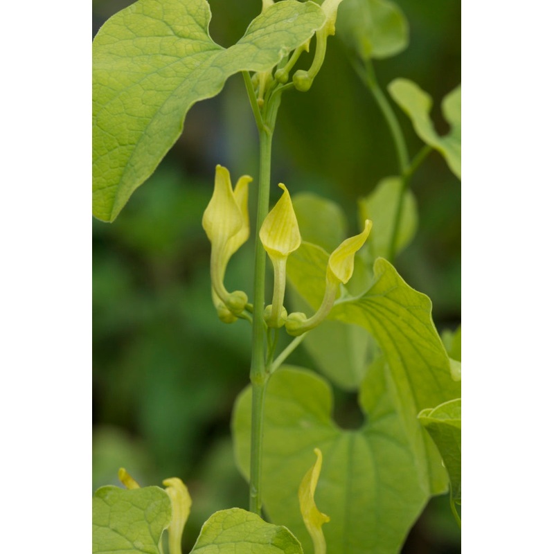 Aristolochia clematitis|9 cm pot|1 Litre pot