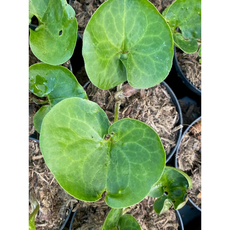 Asarum europaeum ‘Pontic Form’