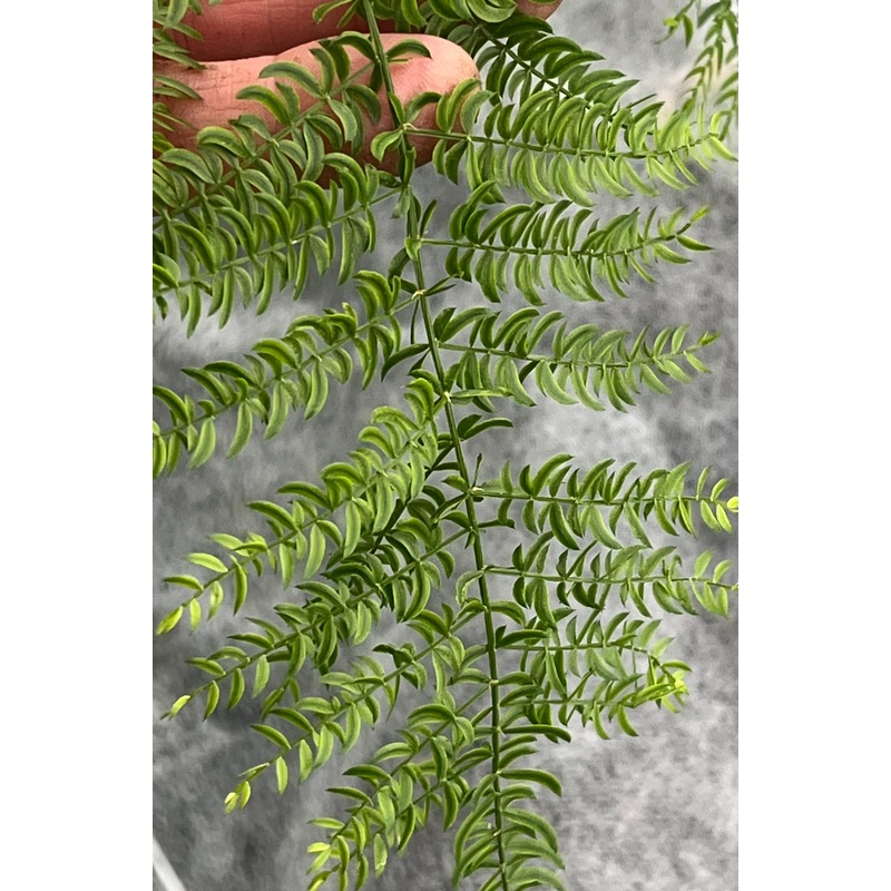 Asparagus filicinus|2 Litre|1 Litre pot