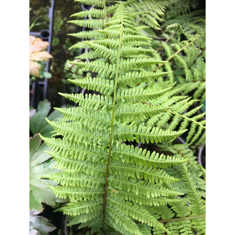 Athyrium filix-femina ‘Minutissimum’