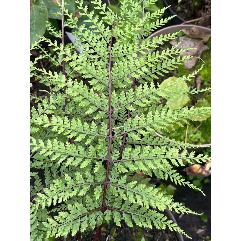 Athyrium minimum|1 Litre pot|2 Litre|3 Litre pot|9 cm pot