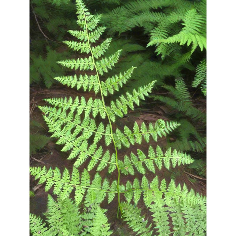 Athyrium spinulosum|1 Litre pot|2 Litre|3 Litre pot|9 cm pot