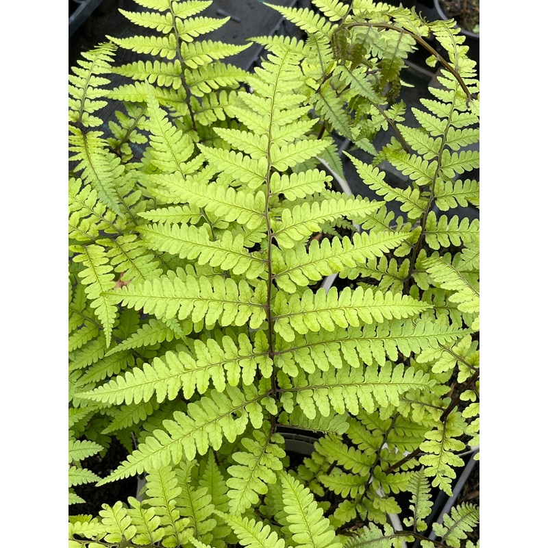Athyrium vidalii|1 Litre pot|2 Litre