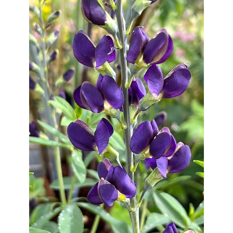 Baptisia australis Nachthemel’