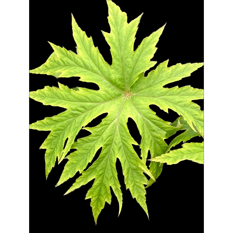 Begonia pedatifida ‘Apalala’|2 litre pot|9 cm pot|1 Litre pot