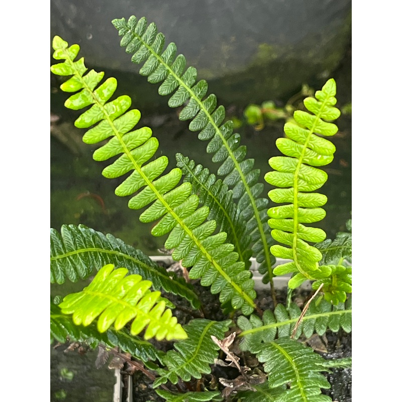 Blechnum penna-marina ‘Judith Jones’