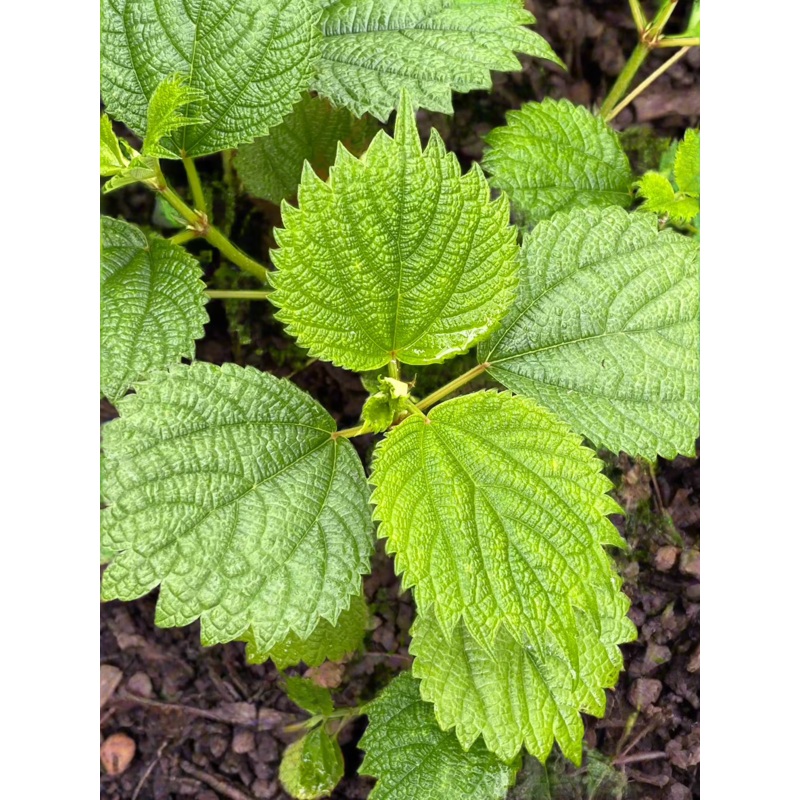 Boehmeria aff. cylindrica Ex Dixter