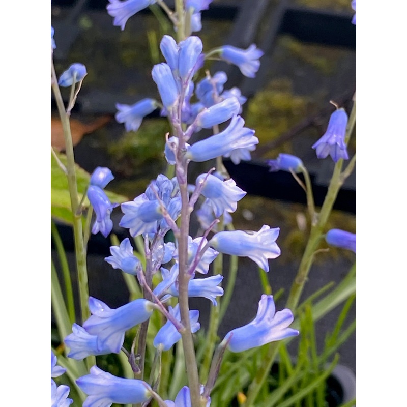 Brimeura amethystina AGM|1 Litre pot