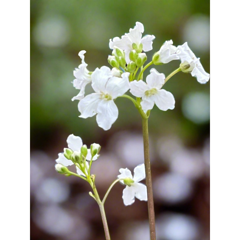 Cardamine trifolia|1 Litre pot