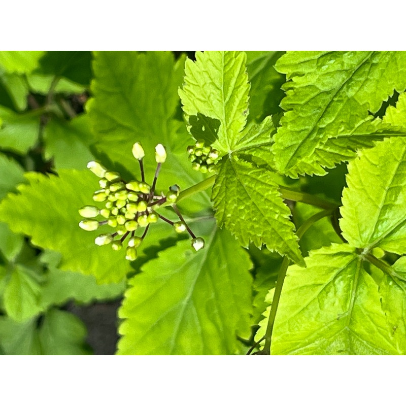 Cardamine yezoensis BSWJ 4659|1 Litre pot