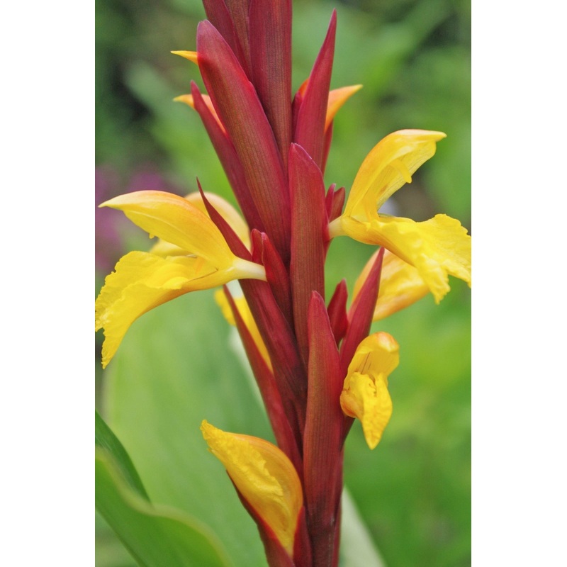 Cautleya spicata Crug Compact