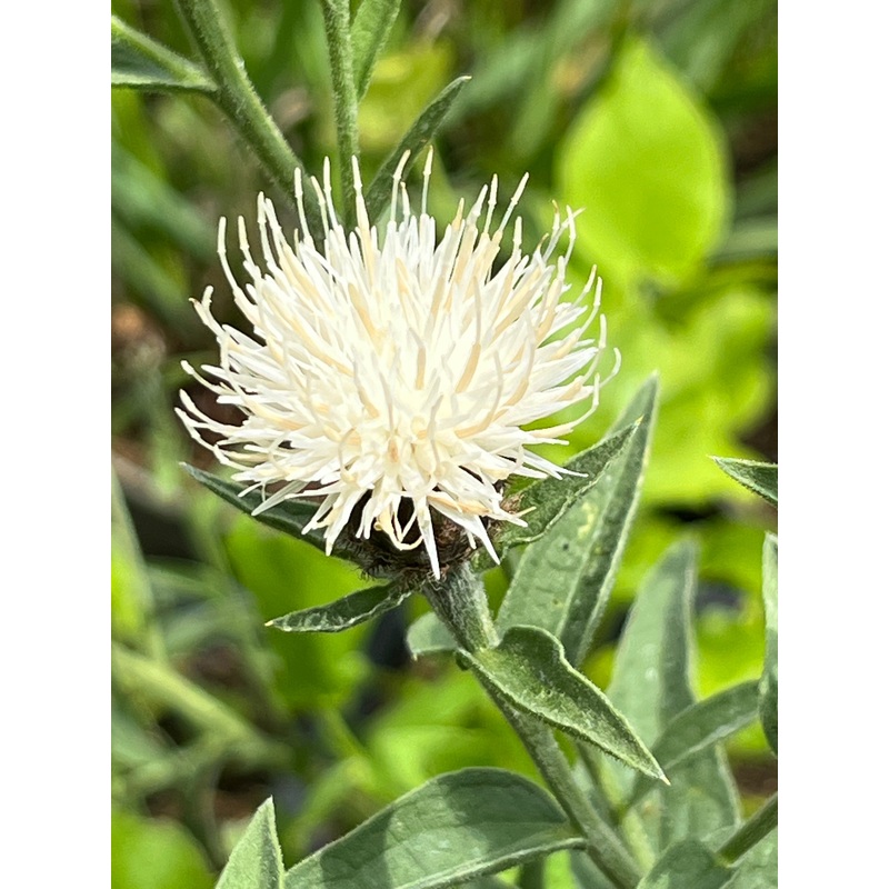 Centaurea nigra ‘Waterfall White’