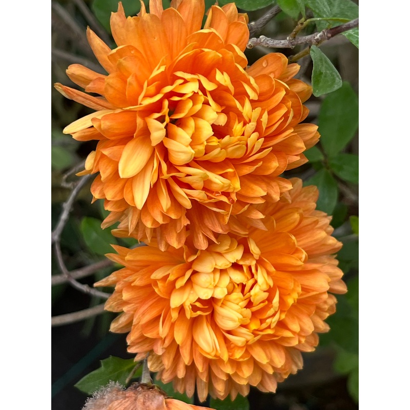 Chrysanthemum ‘Dixter Orange’|1 LITRE POT|9 cm pot