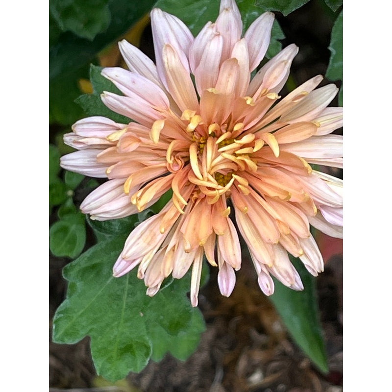 Chrysanthemum ‘Esther’|1 LITRE POT|9 cm pot