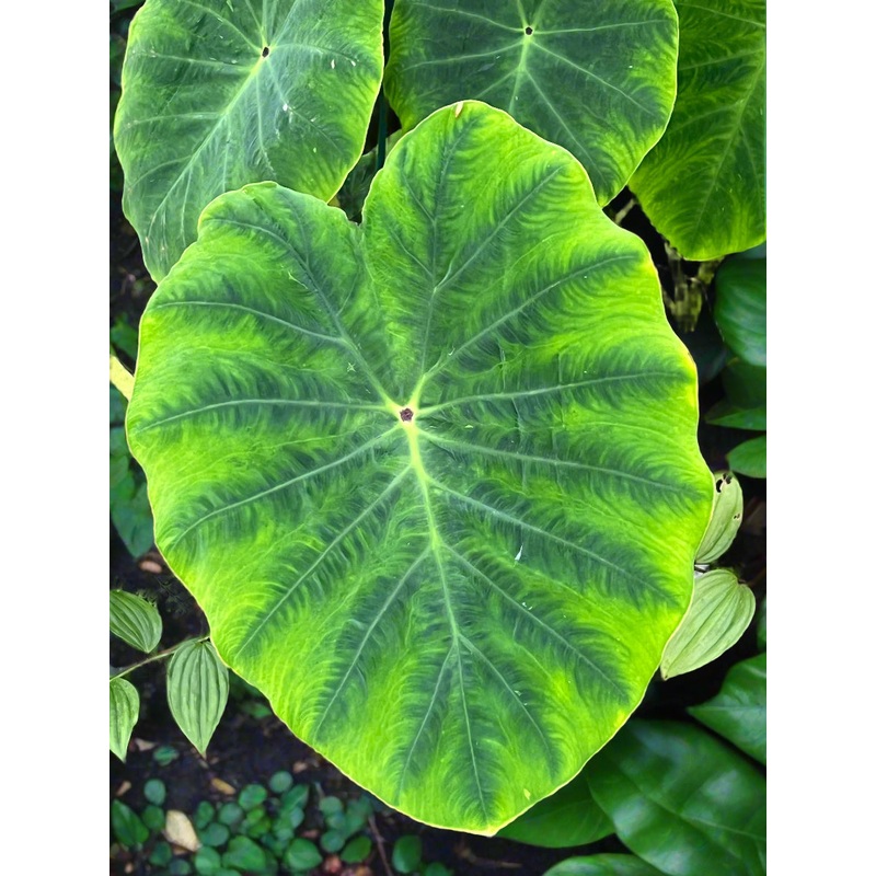 Colocasia esculenta ‘Dirang’|2 litre|1 Litre pot|9 cm pot