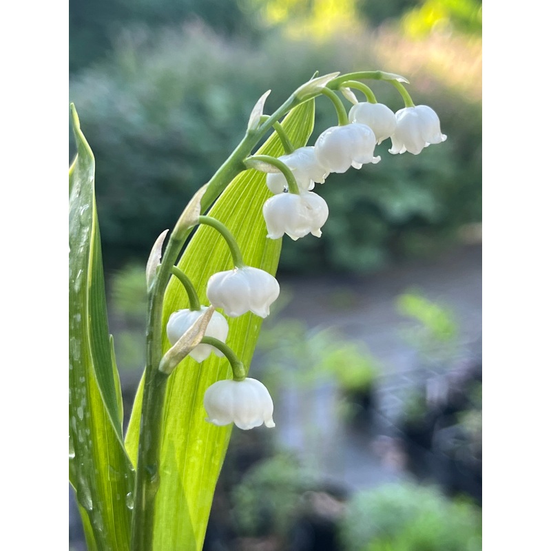 Convallaria majalis ‘Hardwick Hall’