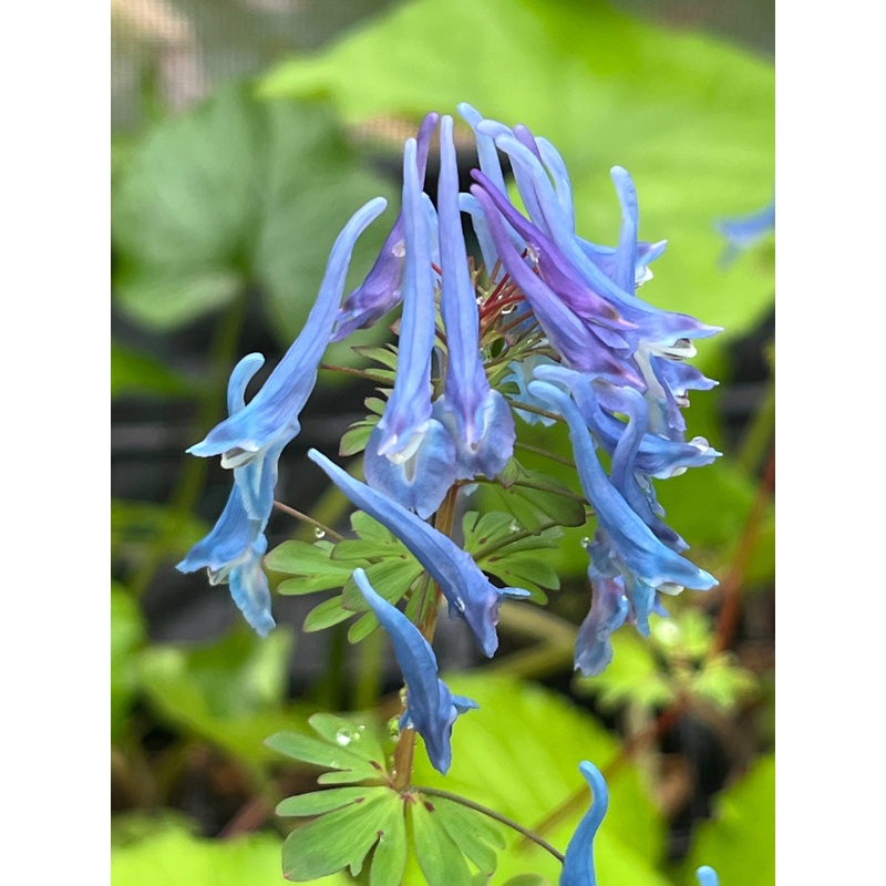 Corydalis ‘Blue Panther’|1 Litre pot|9 cm pt
