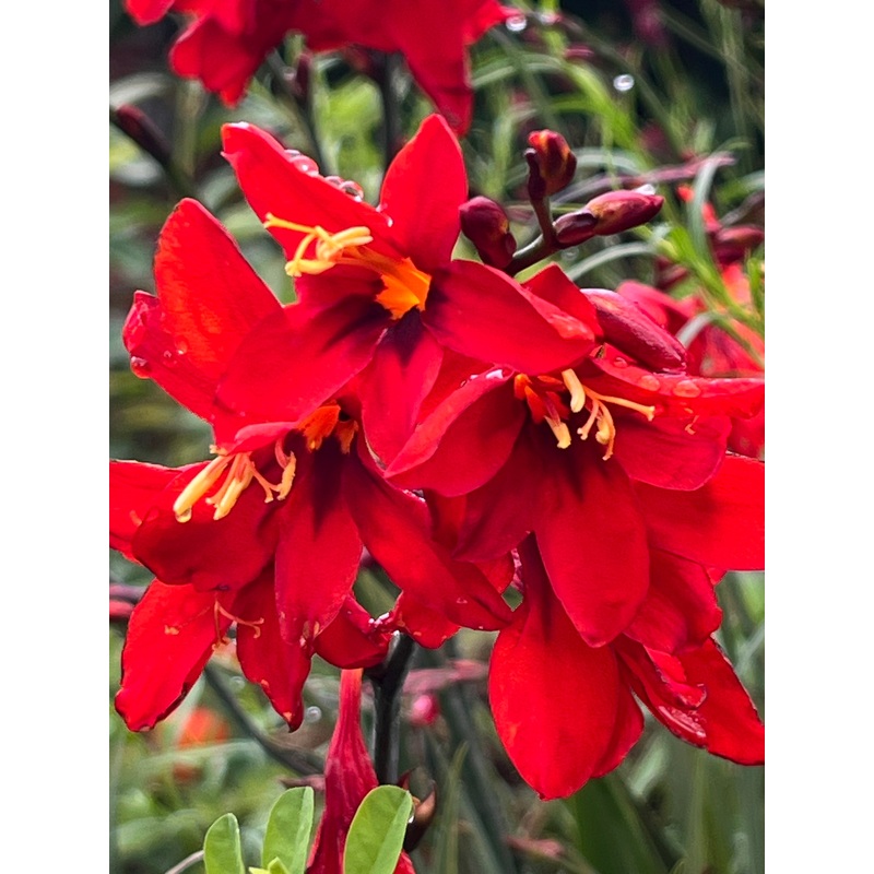 Crocosmia Twilight Fairy Crimson’