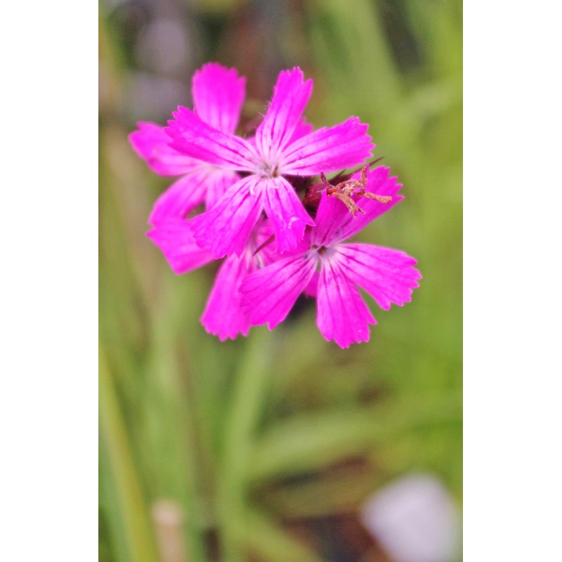 Dianthus carthusianorum|2 litre|9 cm pot|1 Litre pot