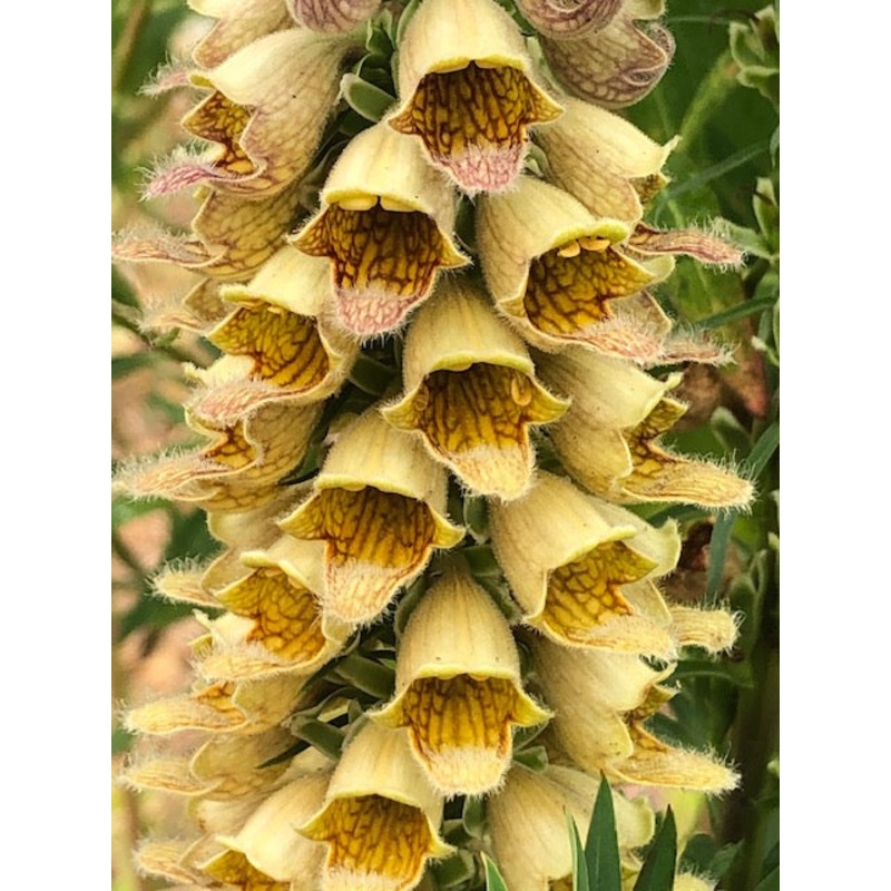 Digitalis ferruginea Gigantea AGM
