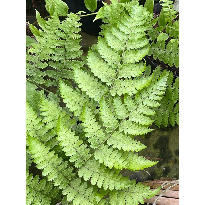 Diplazium kawakamii|2 litre|1 Litre pot|3 Litre