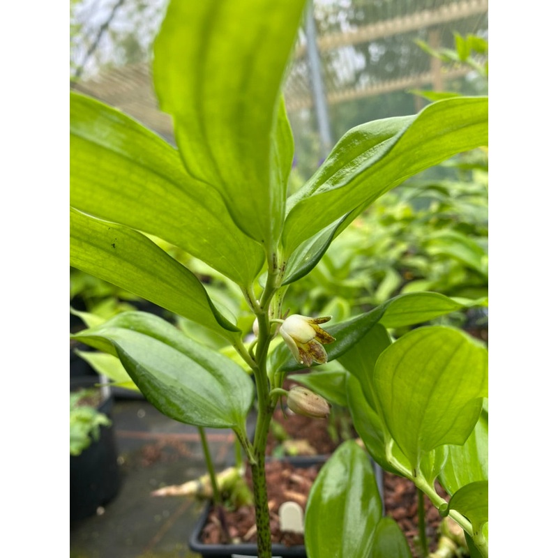 Disporopsis aspersa|2 litre|1 Litre pot