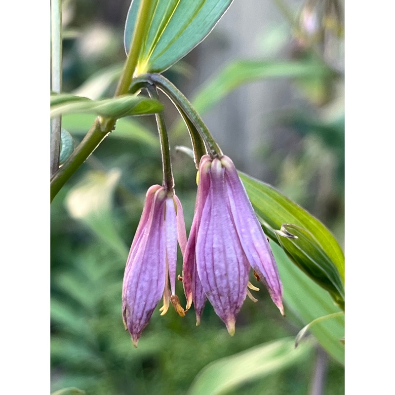 Disporum aff. cantoniense ‘Dzukou’
