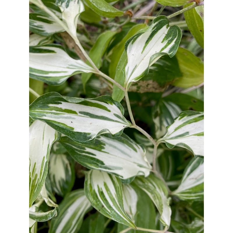 Disporum Moonlight|9 cm pot|1 litre