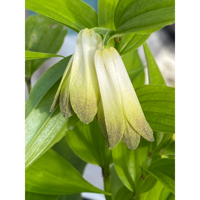 Disporum sessile|9 cm pot