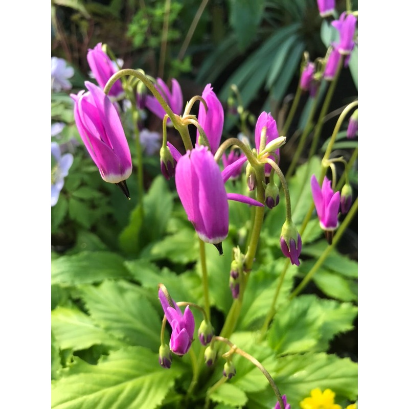 Dodecatheon austrofrigidum|1 Litre pot|9 cm
