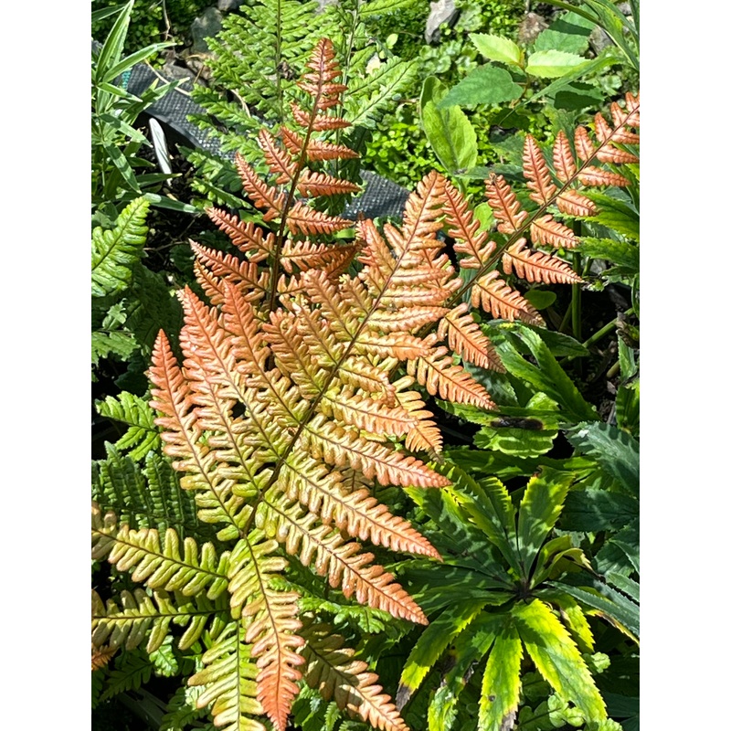 Dryopteris lepidopoda|1 litre pot|2 Litre Pot|9 cm pot