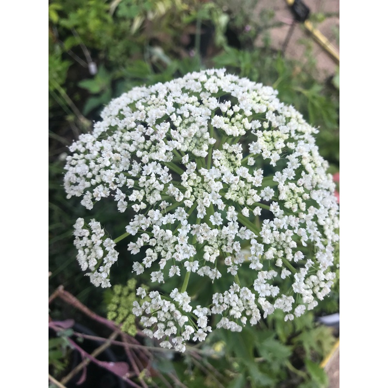 Dystaenia takisimana|1 litre|2 litre|7 cm pot