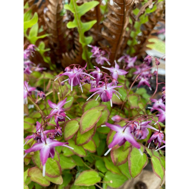 Epimedium grandiflorum Freya