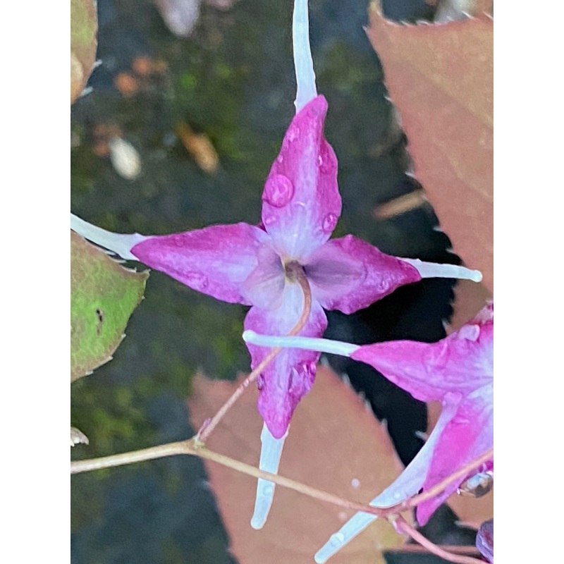 Epimedium grandiflorum Queen Esta